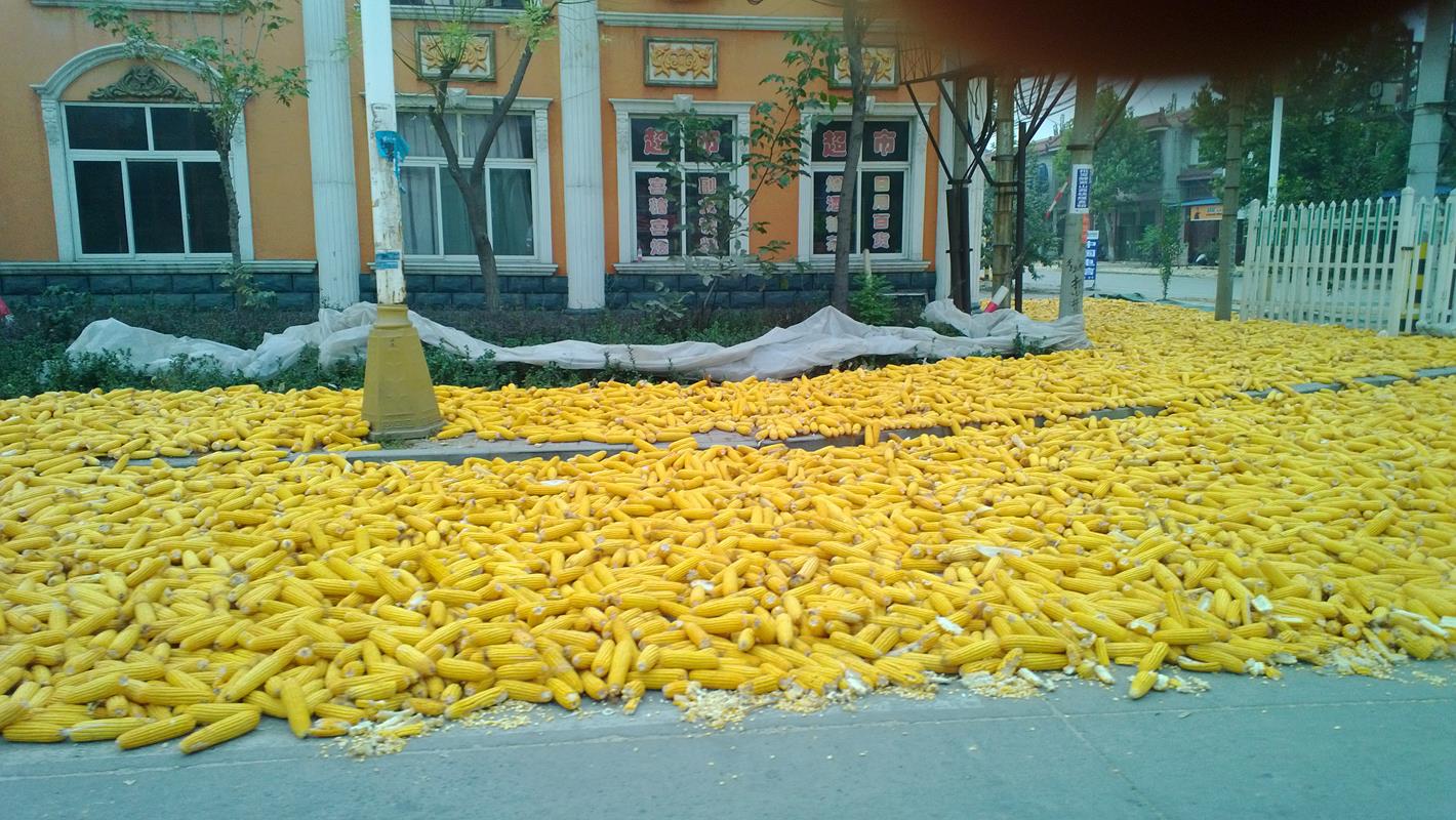 Mounds of corn all over the streets
